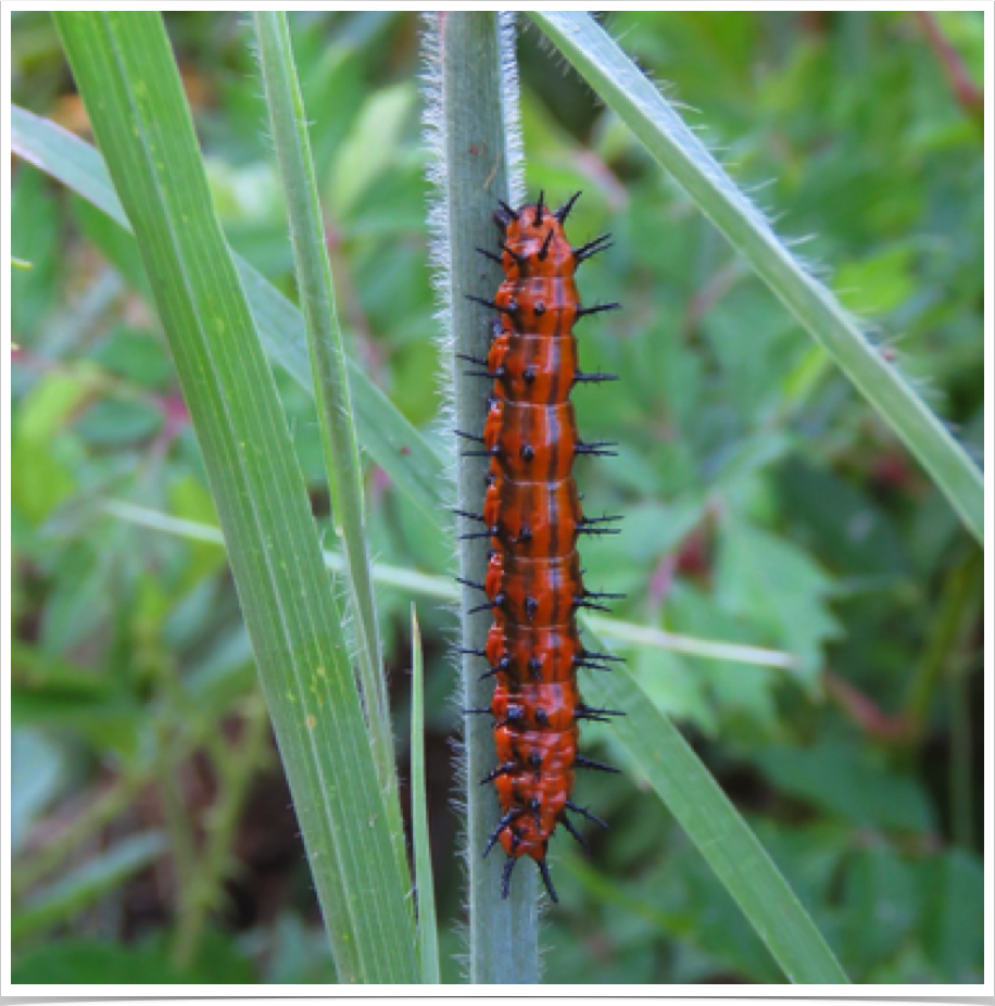 Gulf Fritillary
Crenshaw County, Alabama